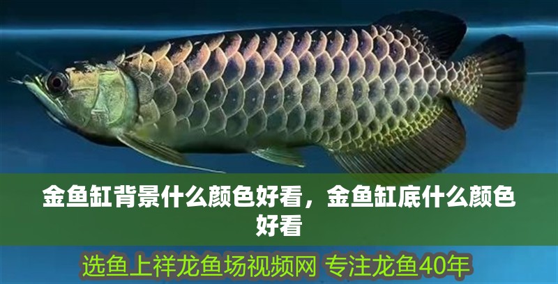 金魚缸背景什么顏色好看，金魚缸底什么顏色好看