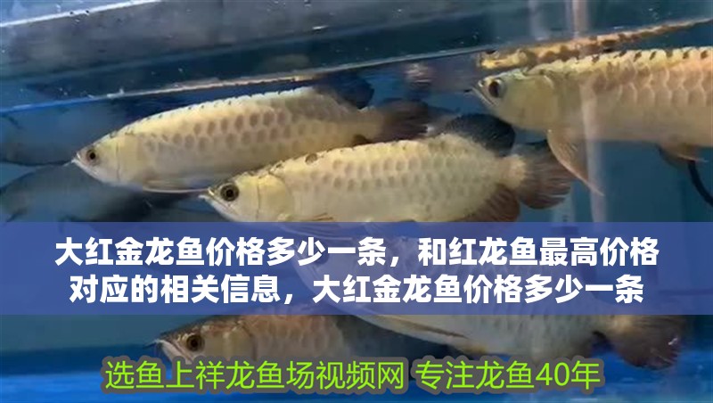 大紅金龍魚價格多少一條，和紅龍魚最高價格對應的相關信息，大紅金龍魚價格多少一條
