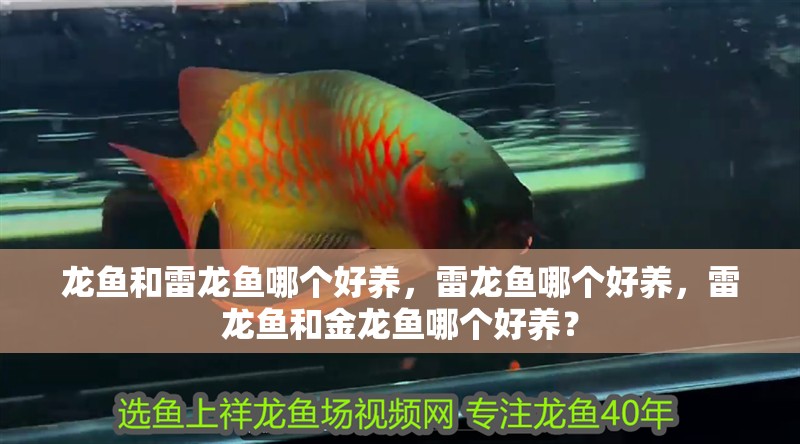 龍魚和雷龍魚哪個好養，雷龍魚哪個好養，雷龍魚和金龍魚哪個好養？