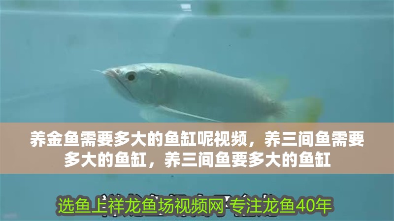 養(yǎng)金魚需要多大的魚缸呢視頻，養(yǎng)三間魚需要多大的魚缸，養(yǎng)三間魚要多大的魚缸