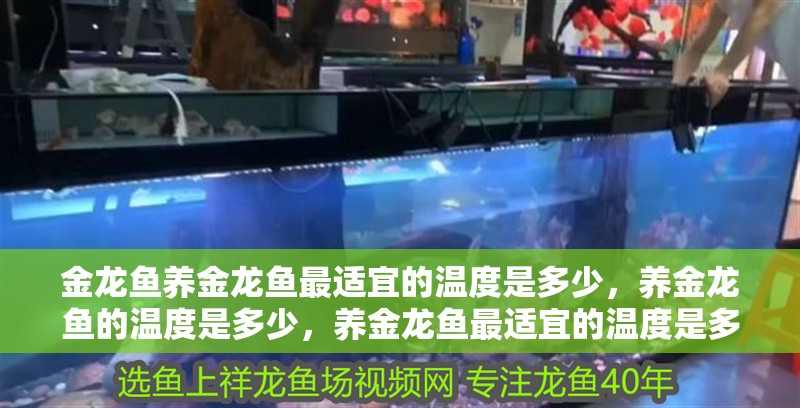 金龍魚(yú)養(yǎng)金龍魚(yú)最適宜的溫度是多少，養(yǎng)金龍魚(yú)的溫度是多少，養(yǎng)金龍魚(yú)最適宜的溫度是多少，養(yǎng)金龍魚(yú)的溫度是多少 金龍魚(yú)養(yǎng)金龍魚(yú)最適宜的溫度是多少，養(yǎng)金龍魚(yú)的溫度是多少，養(yǎng)金龍魚(yú)最適宜的溫度是多少，養(yǎng)金龍魚(yú)的溫度是多少 觀賞魚(yú)百科 第1張