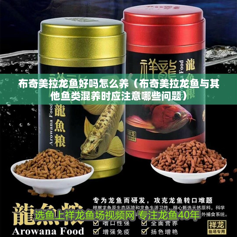 布奇美拉龍魚好嗎怎么養（布奇美拉龍魚與其他魚類混養時應注意哪些問題）