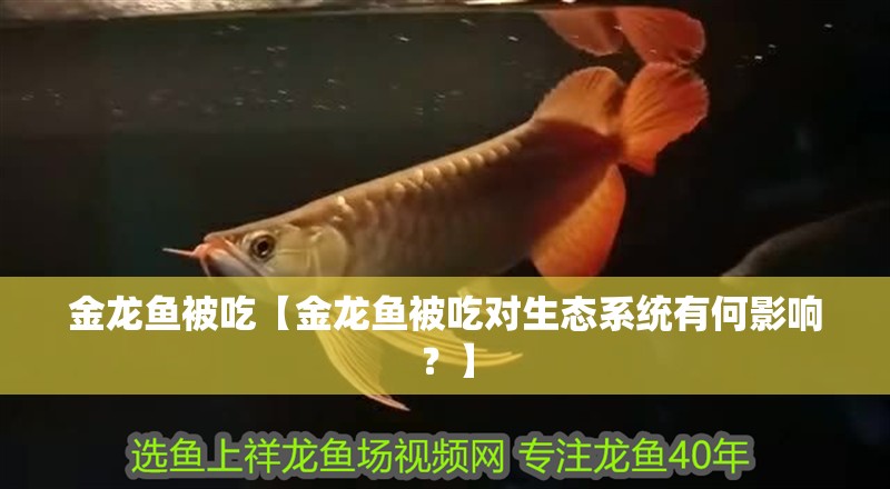 金龍魚被吃【金龍魚被吃對生態系統有何影響？】