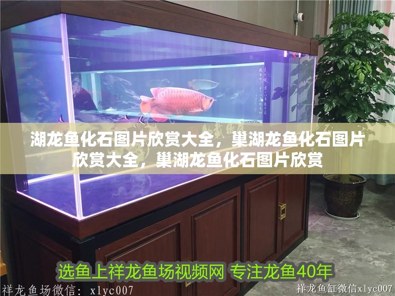 湖龍魚化石圖片欣賞大全，巢湖龍魚化石圖片欣賞大全，巢湖龍魚化石圖片欣賞