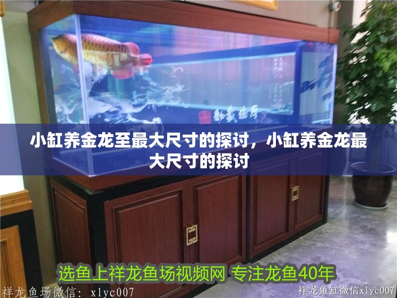 小缸養(yǎng)金龍至最大尺寸的探討，小缸養(yǎng)金龍最大尺寸的探討