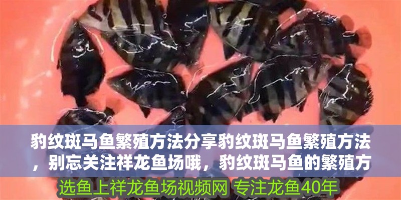 豹紋斑馬魚繁殖方法分享豹紋斑馬魚繁殖方法，別忘關注祥龍魚場哦，豹紋斑馬魚的繁殖方式