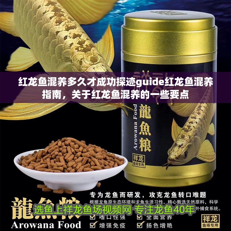紅龍魚混養多久才成功探跡guide紅龍魚混養指南，關于紅龍魚混養的一些要點