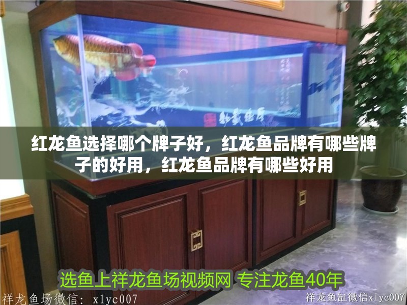 紅龍魚選擇哪個牌子好，紅龍魚品牌有哪些牌子的好用，紅龍魚品牌有哪些好用
