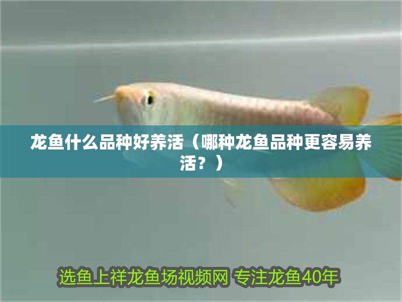 龍魚什么品種好養活（哪種龍魚品種更容易養活？） 龍魚什么品種好養活（哪種龍魚品種更容易養活？） 觀賞魚百科 第2張