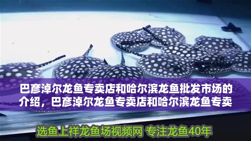 巴彥淖爾龍魚專賣店和哈爾濱龍魚批發市場的介紹，巴彥淖爾龍魚專賣店和哈爾濱龍魚專賣店的介紹到此就結束了 巴彥淖爾龍魚專賣店和哈爾濱龍魚批發市場的介紹，巴彥淖爾龍魚專賣店和哈爾濱龍魚專賣店的介紹到此就結束了 觀賞魚百科