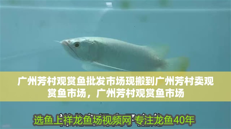 廣州芳村觀賞魚批發市場現搬到廣州芳村賣觀賞魚市場，廣州芳村觀賞魚市場