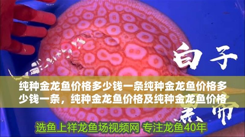 純種金龍魚價格多少錢一條純種金龍魚價格多少錢一條，純種金龍魚價格及純種金龍魚價格及純種金龍魚價格多少錢一條
