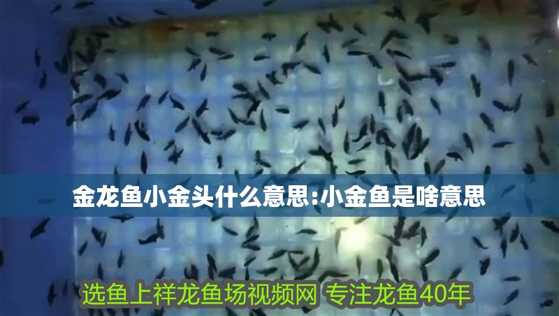 金龍魚小金頭什么意思:小金魚是啥意思