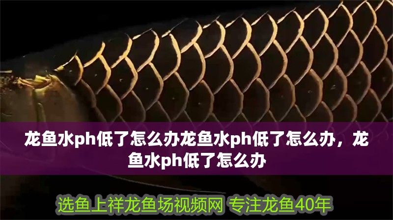 龍魚水ph低了怎么辦龍魚水ph低了怎么辦，龍魚水ph低了怎么辦