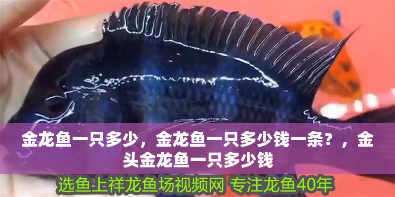 金龍魚一只多少，金龍魚一只多少錢一條？，金頭金龍魚一只多少錢