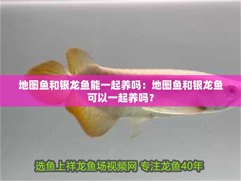 地圖魚和銀龍魚能一起養嗎：地圖魚和銀龍魚可以一起養嗎？ 地圖魚和銀龍魚能一起養嗎：地圖魚和銀龍魚可以一起養嗎？ 觀賞魚百科