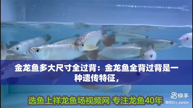 金龍魚多大尺寸全過背：金龍魚全背過背是一種遺傳特征，