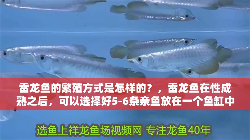 雷龍魚的繁殖方式是怎樣的？，雷龍魚在性成熟之后，可以選擇好5-6條親魚放在一個魚缸中