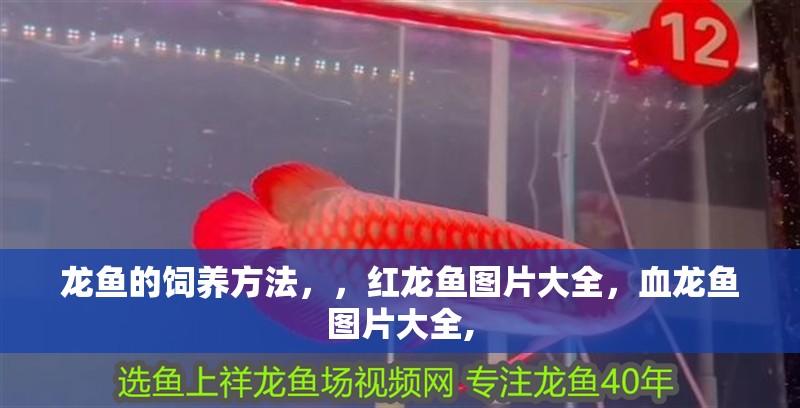 龍魚的飼養(yǎng)方法，，紅龍魚圖片大全，血龍魚圖片大全,