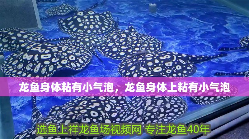 龍魚身體粘有小氣泡，龍魚身體上粘有小氣泡 龍魚身體粘有小氣泡，龍魚身體上粘有小氣泡 觀賞魚百科 第2張