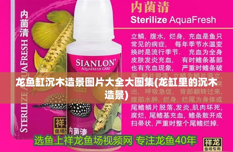 龍魚缸沉木造景圖片大全大圖集(龍缸里的沉木造景)