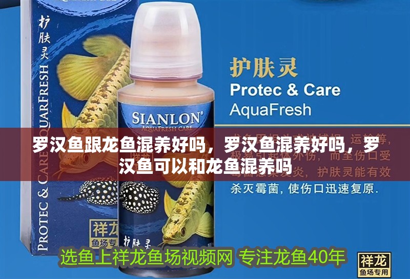 羅漢魚跟龍魚混養(yǎng)好嗎，羅漢魚混養(yǎng)好嗎，羅漢魚可以和龍魚混養(yǎng)嗎