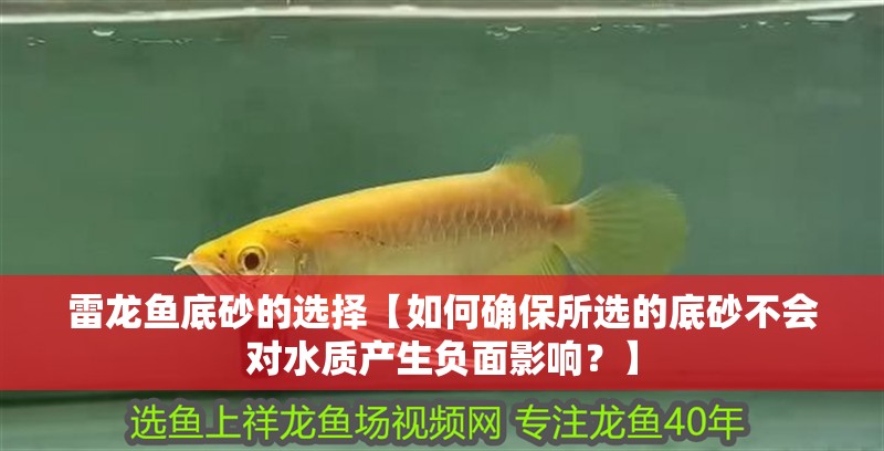 雷龍魚底砂的選擇【如何確保所選的底砂不會對水質(zhì)產(chǎn)生負面影響？】 雷龍魚底砂的選擇【如何確保所選的底砂不會對水質(zhì)產(chǎn)生負面影響？】 觀賞魚百科 第2張