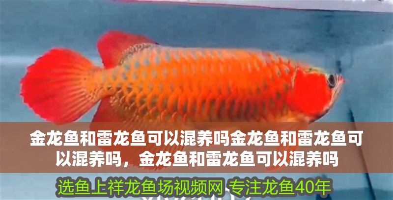 金龍魚和雷龍魚可以混養(yǎng)嗎金龍魚和雷龍魚可以混養(yǎng)嗎，金龍魚和雷龍魚可以混養(yǎng)嗎