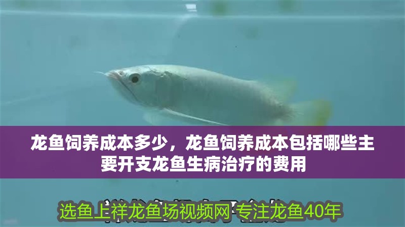 龍魚(yú)飼養(yǎng)成本多少，龍魚(yú)飼養(yǎng)成本包括哪些主要開(kāi)支龍魚(yú)生病治療的費(fèi)用