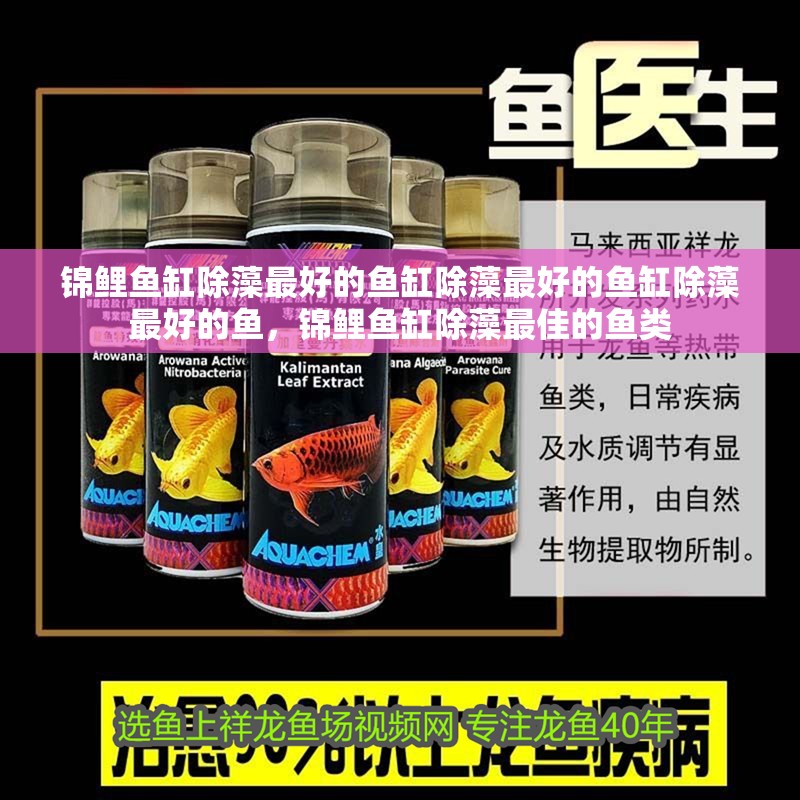 錦鯉魚缸除藻最好的魚缸除藻最好的魚缸除藻最好的魚，錦鯉魚缸除藻最佳的魚類