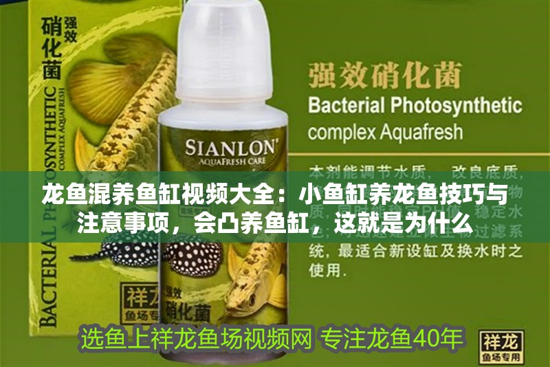 龍魚混養(yǎng)魚缸視頻大全：小魚缸養(yǎng)龍魚技巧與注意事項(xiàng)，會(huì)凸養(yǎng)魚缸，這就是為什么