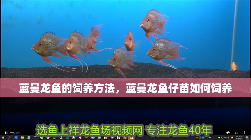 藍曼龍魚的飼養(yǎng)方法，藍曼龍魚仔苗如何飼養(yǎng)