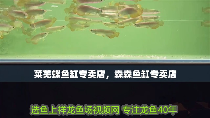 萊蕪蝶魚缸專賣店，森森魚缸專賣店