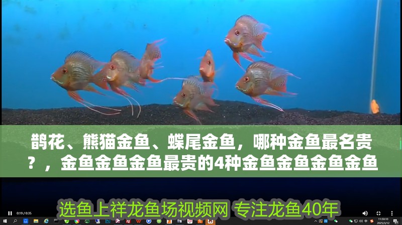 鵲花、熊貓金魚、蝶尾金魚，哪種金魚最名貴？，金魚金魚金魚最貴的4種金魚金魚金魚金魚最好看的品種