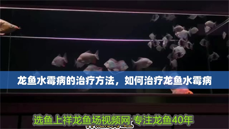 龍魚(yú)水霉病的治療方法，如何治療龍魚(yú)水霉病 龍魚(yú)水霉病的治療方法，如何治療龍魚(yú)水霉病 觀賞魚(yú)百科 第2張