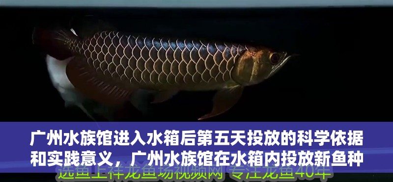 廣州水族館進入水箱后第五天投放的科學依據和實踐意義，廣州水族館在水箱內投放新魚種的具體操作步驟