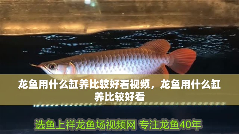 龍魚用什么缸養比較好看視頻，龍魚用什么缸養比較好看 龍魚用什么缸養比較好看視頻，龍魚用什么缸養比較好看 觀賞魚百科 第3張