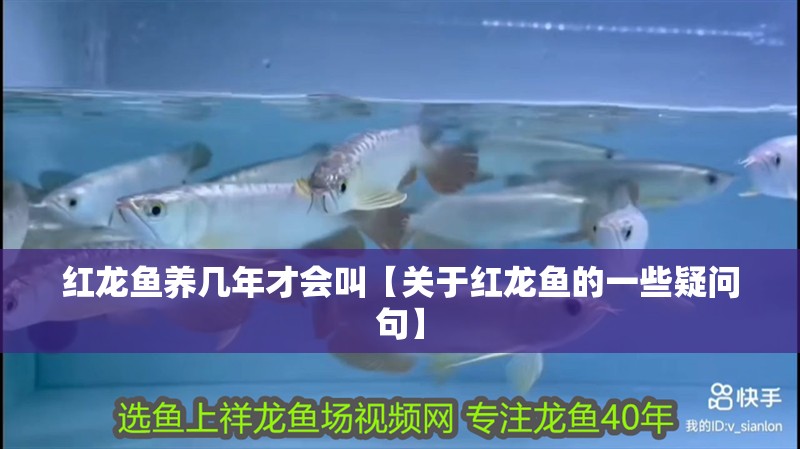 紅龍魚養幾年才會叫【關于紅龍魚的一些疑問句】