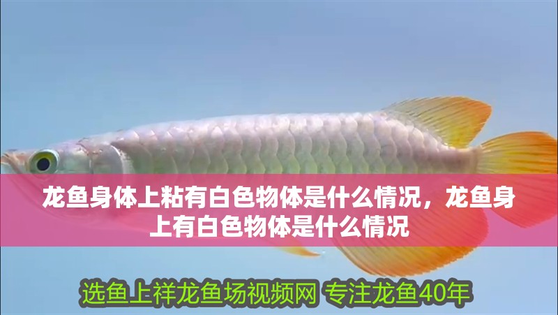 龍魚身體上粘有白色物體是什么情況，龍魚身上有白色物體是什么情況