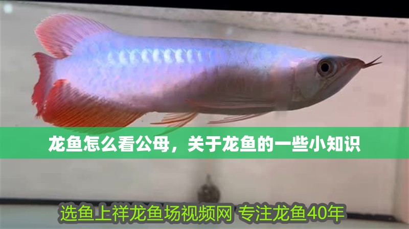 龍魚怎么看公母，關于龍魚的一些小知識 龍魚怎么看公母，關于龍魚的一些小知識 觀賞魚百科 第2張