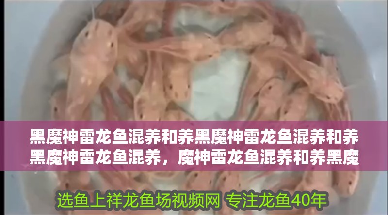 黑魔神雷龍魚混養(yǎng)和養(yǎng)黑魔神雷龍魚混養(yǎng)和養(yǎng)黑魔神雷龍魚混養(yǎng)，魔神雷龍魚混養(yǎng)和養(yǎng)黑魔神雷龍魚混養(yǎng)和養(yǎng)黑魔神雷龍魚混養(yǎng)