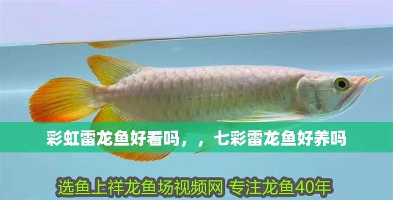 彩虹雷龍魚好看嗎，，七彩雷龍魚好養嗎