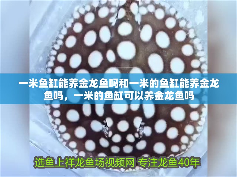 一米魚缸能養金龍魚嗎和一米的魚缸能養金龍魚嗎，一米的魚缸可以養金龍魚嗎