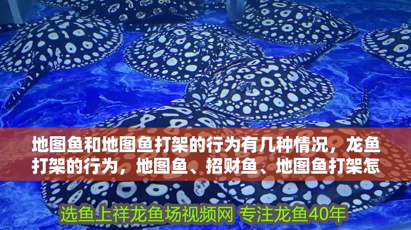 地圖魚(yú)和地圖魚(yú)打架的行為有幾種情況，龍魚(yú)打架的行為，地圖魚(yú)、招財(cái)魚(yú)、地圖魚(yú)打架怎么辦