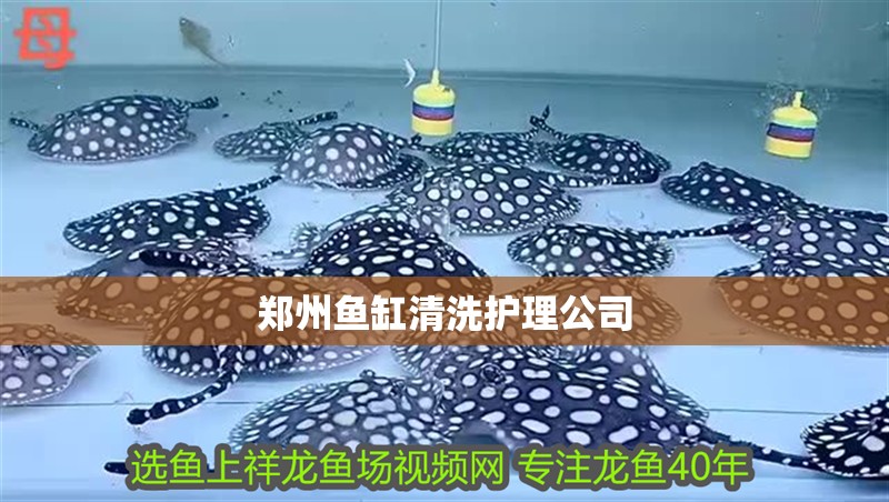 鄭州魚缸清洗護(hù)理公司