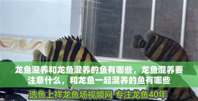 龍魚混養(yǎng)和龍魚混養(yǎng)的魚有哪些，龍魚混養(yǎng)要注意什么，和龍魚一起混養(yǎng)的魚有哪些