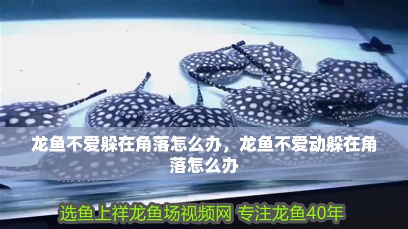 龍魚不愛躲在角落怎么辦，龍魚不愛動躲在角落怎么辦