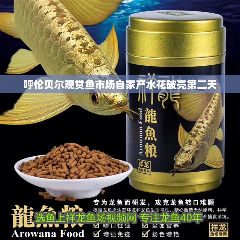 呼倫貝爾觀賞魚市場自家產水花破殼第二天 呼倫貝爾觀賞魚市場自家產水花破殼第二天 觀賞魚百科 第2張