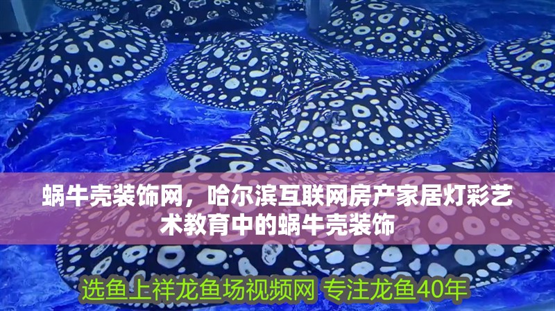 蝸牛殼裝飾網(wǎng)，哈爾濱互聯(lián)網(wǎng)房產(chǎn)家居燈彩藝術(shù)教育中的蝸牛殼裝飾