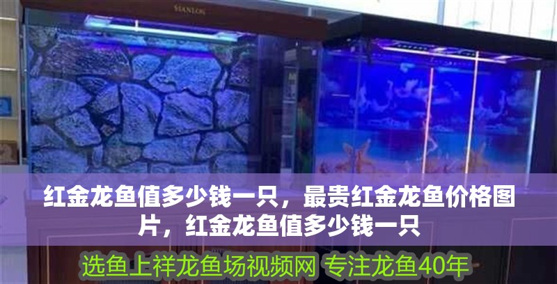紅金龍魚值多少錢一只，最貴紅金龍魚價格圖片，紅金龍魚值多少錢一只